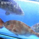 동해바다횟집 이미지