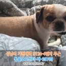 강아지를찾습니다,시츄,암컷,경기도 성남시 수정구 가천대역 부근(집을 나갔어요) 이미지