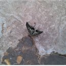 나비의 꿈 이미지