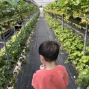 동물농장 | 용인 딸기체험농장 헤븐온어스 동물농장 후기