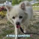 🌈🐾🏠 [긴급] 마이클의 임보 가족을 찾아요!(서울,경기,경남,부산) 🏠🐾🌈 이미지