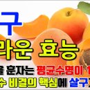 살구의 효능(8가지)............. 이미지