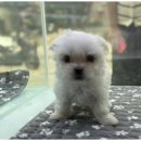 이편한도그 이미지