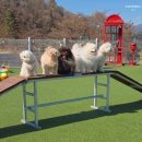 멍스빌리지풀빌라2 이미지