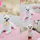 무거동 강아지 미용실 이미지