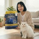 캣솔루션 | ​[대용량/12.6kg] 아메리칸솔루션 그랜드마스터: 다묘가정 모래 정착템 추천