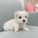 오아이펫 이미지