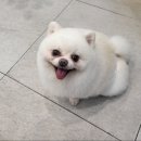살롱드 207 | 쌍촌동 네일샵 애견미용까지 가능한 살롱드207