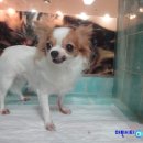 와일드 동물병원 이미지