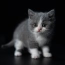 도도한고양이 이미지