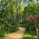 구미시= 들성산림공원 산책로= "약 16만 8,399㎡ 대규모 숲과 2.1km 마사토 맨발길의 탄생" 이미지