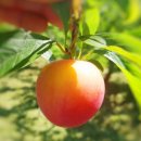 진들농장 이미지