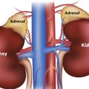 24시 스탠다드 동물의료센터 이미지