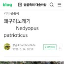 왜구리노래기 24.6.4 이미지