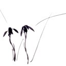 동양화 사군자 이미지