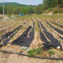 동막농장 이미지