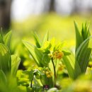 꽃길만걷자 이미지