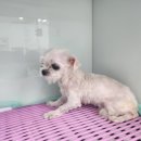 광주TNR동물병원(송정) | 광주 말티즈, 1.5kg 쪼꼬미 아가의 애처로운 눈빛…새 가족을 기다려요! 따뜻한 품으로 (+유기견...