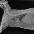 동물병원 All Pets 이미지