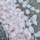 연세순풍산부인과의원 네이버블로그