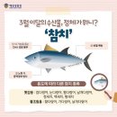 월참치