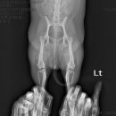 24시 동탄윌 동물의료센터 이미지