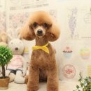 포포퍼피 이미지