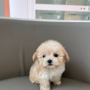 마마스미독 강아지분양 인천점 | 인천강아지분양 마마스미독 인천점 말티푸 분양후기