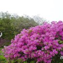 황매산군립공원 이미지