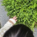 돌아기 변비 유산균 추천, 페디오락스 플러스 소아과 내돈내산 금액