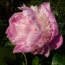 사람이 꽃보다 아름다워 이미지