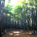 죽림5로 이미지