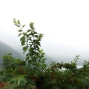 구찌뽕 효능과 먹는법 이미지