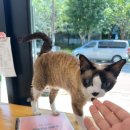 고양이 무마취미용&호텔 무냥무냥 부산서면점 이미지