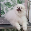 멍멍친구 애견샵 이미지