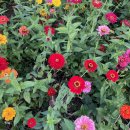 구로-구로-구로-2609 | 연천 댑싸리공원 주차방법 미리 알고 가면 좋을 점들에 대해