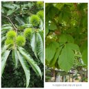 마로니에 이미지