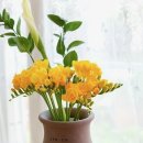 후리지아 이미지