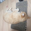 다이소평택역점 주변 | [다이소 후기/고양이 스크레쳐] 단돈 5천원짜리 스크래처 솔직후기