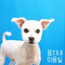 뭉치네 미용실 이미지