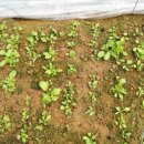 춘추농장 이미지