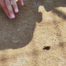 서운체육공원 (계양체육관) | 인천 계양꽃마루 땅강아지볼수있는곳, 반려견동반가능, 계양체육관, 서운체육공원 나들이,