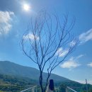 다모아힐링 이미지