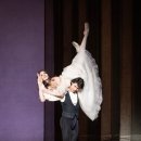 카멜리아 이미지