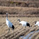 두루미네 이미지