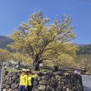 지리산둘레길 22코스(주천-밤재) | 제216회 토요걷기(산수유 마을) 봄꽃을 맞이한 봄 소풍이었다.