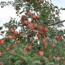 윤서농장 이미지