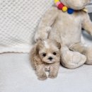 펫퍼스트 24시 강아지분양 고양이분양 파주운정점 이미지