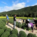 인제 가을꽃 축제 준비 분주 이미지