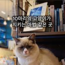 안동풍경 호스텔 n LIBRARY | 안동풍경호스텔 고양이와 책이 있는 힐링 숙소